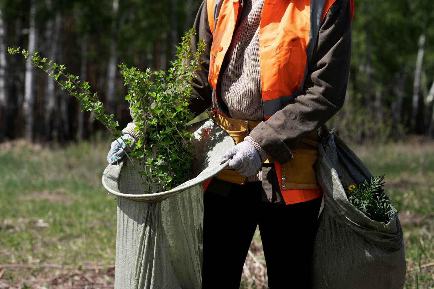 Professional Tree Service in Hinton, WV